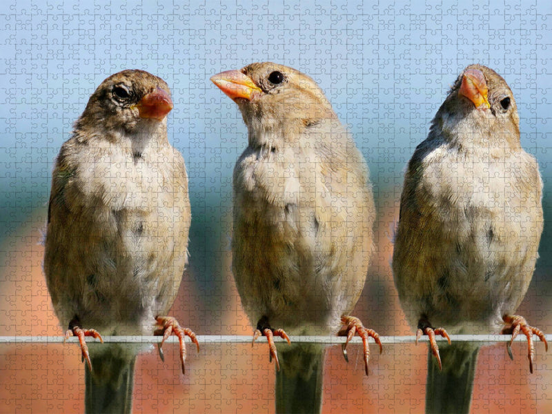 Spatzen - aus einem Ei... - CALVENDO Foto-Puzzle'