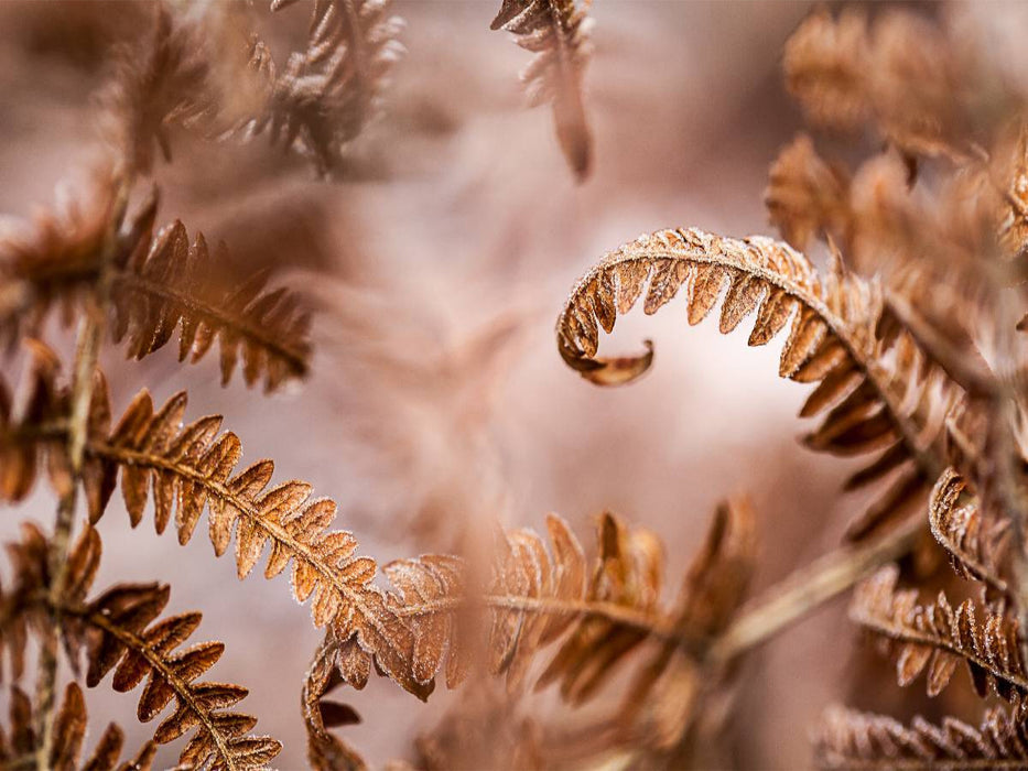 Wurmfarn (Dryopteris filix-mas) - CALVENDO Foto-Puzzle'