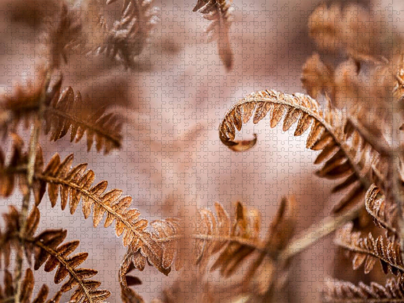 Wurmfarn (Dryopteris filix-mas) - CALVENDO Foto-Puzzle'