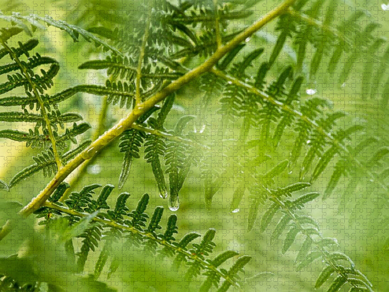 Adlerfarn (Pteridium aquilinum) - CALVENDO Foto-Puzzle'