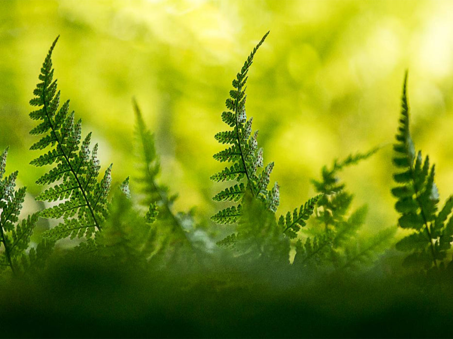 Wurmfarn (Dryopteris filix-mas) - CALVENDO Foto-Puzzle'