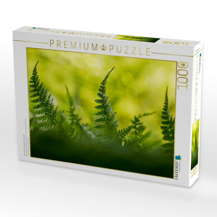 Wurmfarn (Dryopteris filix-mas) - CALVENDO Foto-Puzzle'