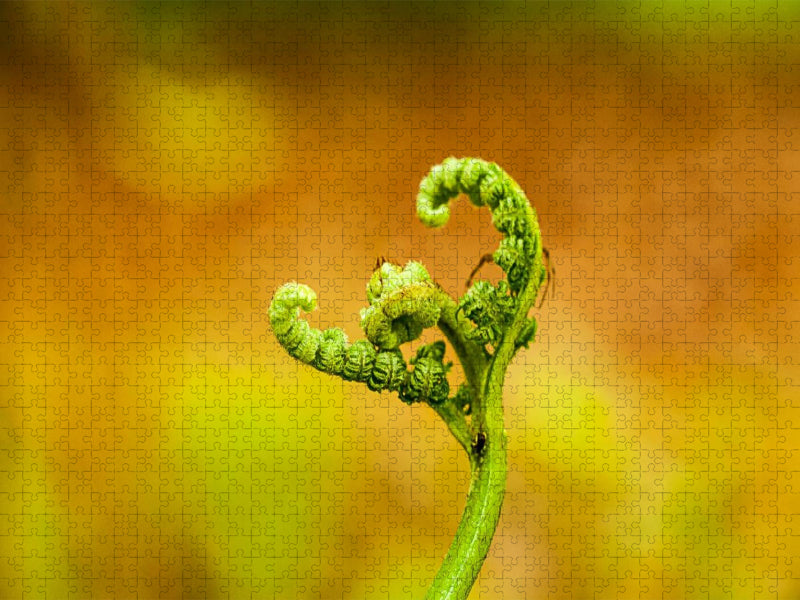 Adlerfarn (Pteridium aquilinum) - CALVENDO Foto-Puzzle'