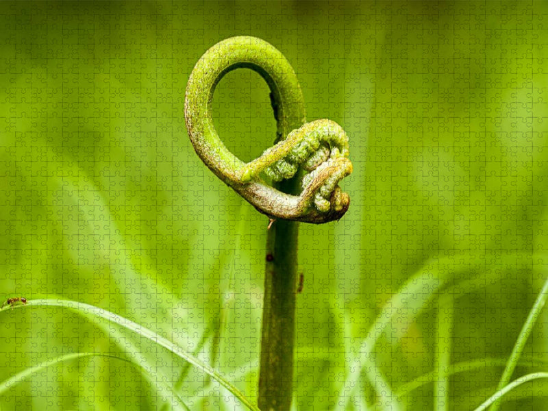 Adlerfarn (Pteridium aquilinum) - CALVENDO Foto-Puzzle'