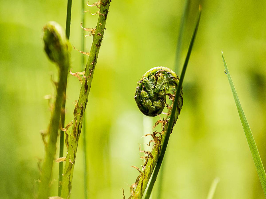 Wurmfarn (Dryopteris filix-mas) - CALVENDO Foto-Puzzle'