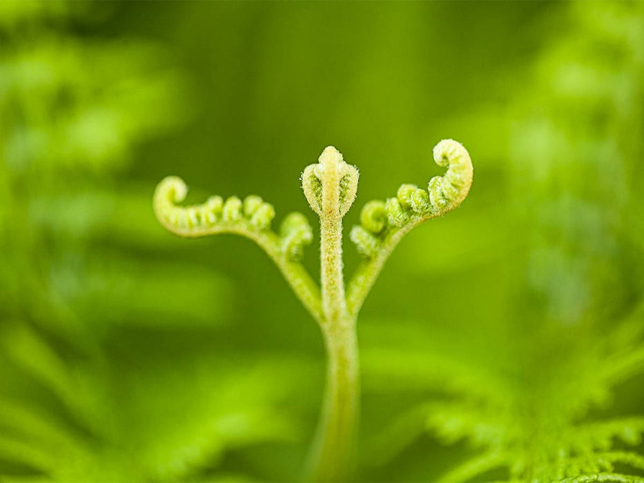 Adlerfarn (Pteridium aquilinum) - CALVENDO Foto-Puzzle'