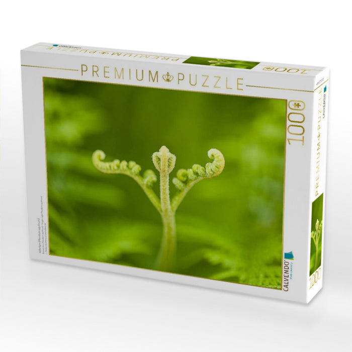 Adlerfarn (Pteridium aquilinum) - CALVENDO Foto-Puzzle'