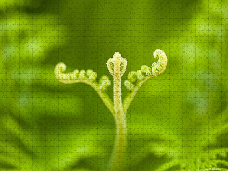 Adlerfarn (Pteridium aquilinum) - CALVENDO Foto-Puzzle'