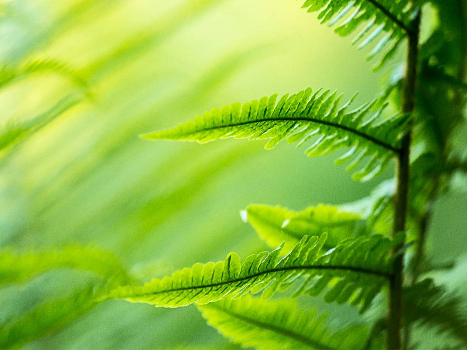 Wurmfarn (Dryopteris filix-mas) - CALVENDO Foto-Puzzle'