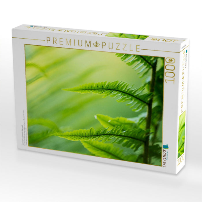 Wurmfarn (Dryopteris filix-mas) - CALVENDO Foto-Puzzle'