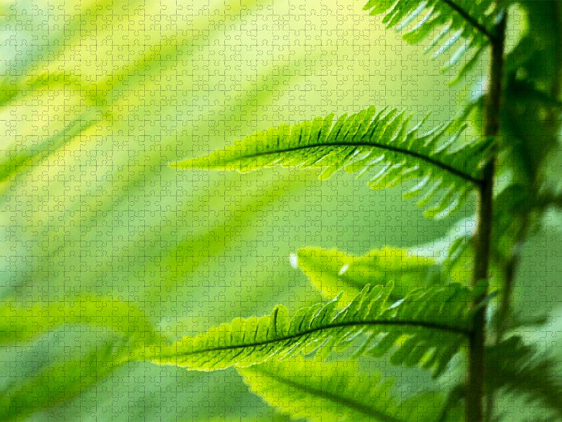 Wurmfarn (Dryopteris filix-mas) - CALVENDO Foto-Puzzle'