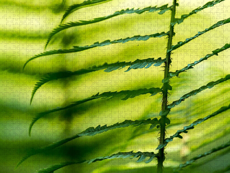 Wurmfarn (Dryopteris filix-mas) - CALVENDO Foto-Puzzle'