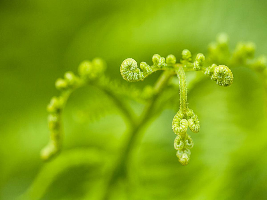 Adlerfarn (Pteridium aquilinum) - CALVENDO Foto-Puzzle'