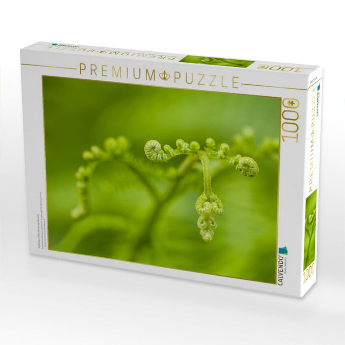 Adlerfarn (Pteridium aquilinum) - CALVENDO Foto-Puzzle'
