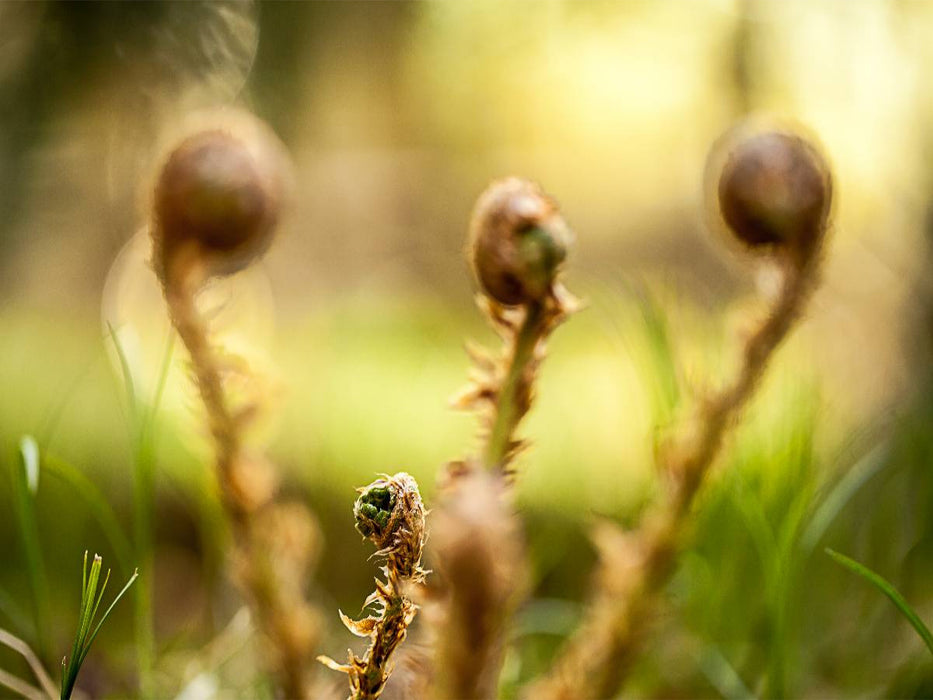 Wurmfarn (Dryopteris filix-mas) - CALVENDO Foto-Puzzle'