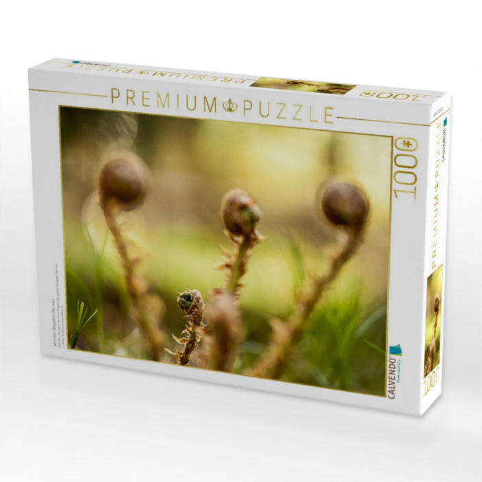 Wurmfarn (Dryopteris filix-mas) - CALVENDO Foto-Puzzle'