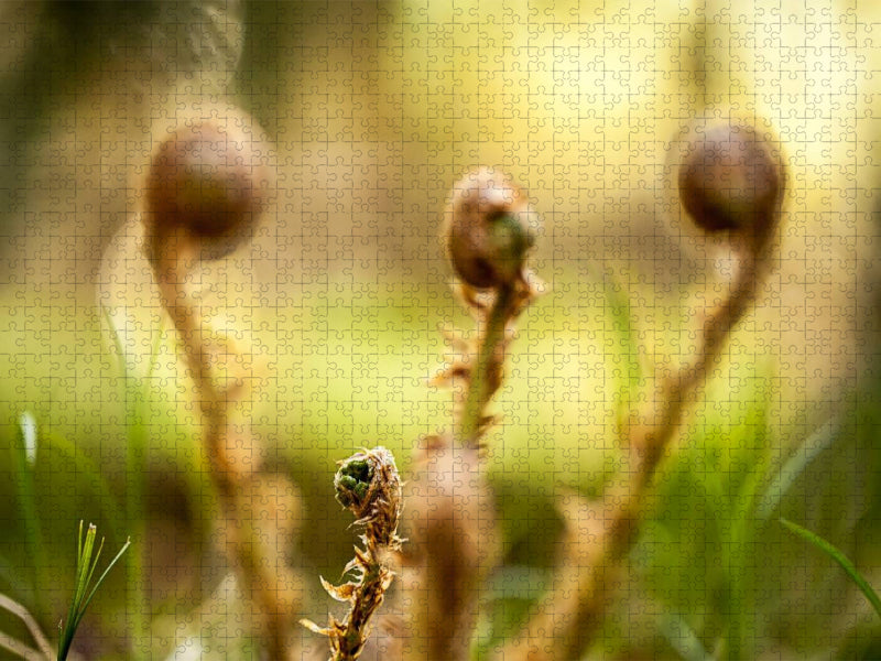 Wurmfarn (Dryopteris filix-mas) - CALVENDO Foto-Puzzle'