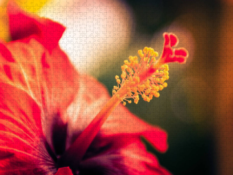 Hibiskus-Blüte, rot - CALVENDO Foto-Puzzle'