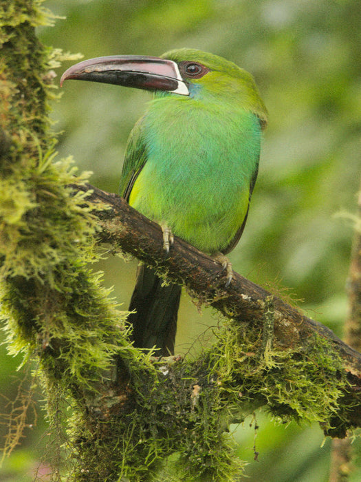 Blutbürzel Arassari (Aulacorhynchus haematopygus) - CALVENDO Foto-Puzzle'