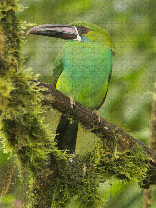 Blutbürzel Arassari (Aulacorhynchus haematopygus) - CALVENDO Foto-Puzzle'