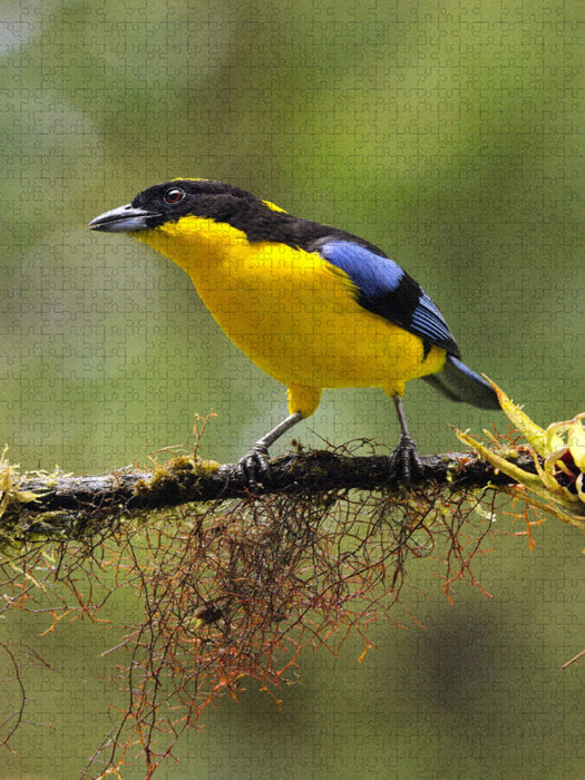 Blauflügeltangare (Tangara cyanoptera) - CALVENDO Foto-Puzzle'