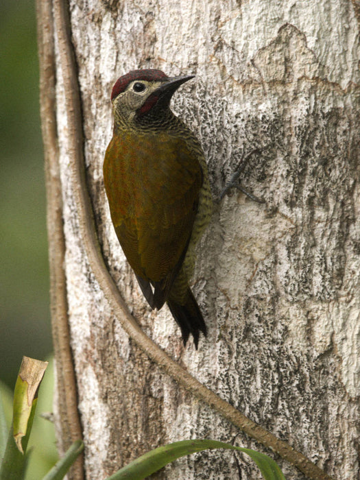 Gelbbauch Specht (Veniliornis dignus) - CALVENDO Foto-Puzzle'