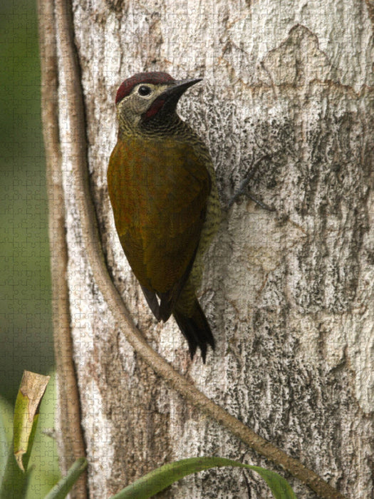 Gelbbauch Specht (Veniliornis dignus) - CALVENDO Foto-Puzzle'