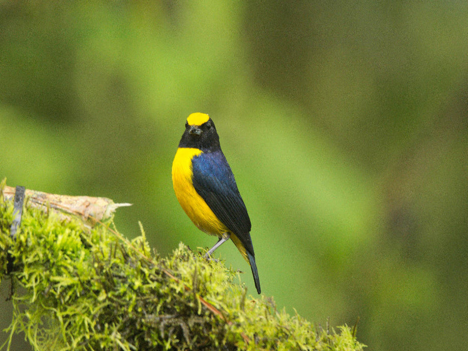 Dickschnabelorganist (Euphonia laniirostris) - CALVENDO Foto-Puzzle'