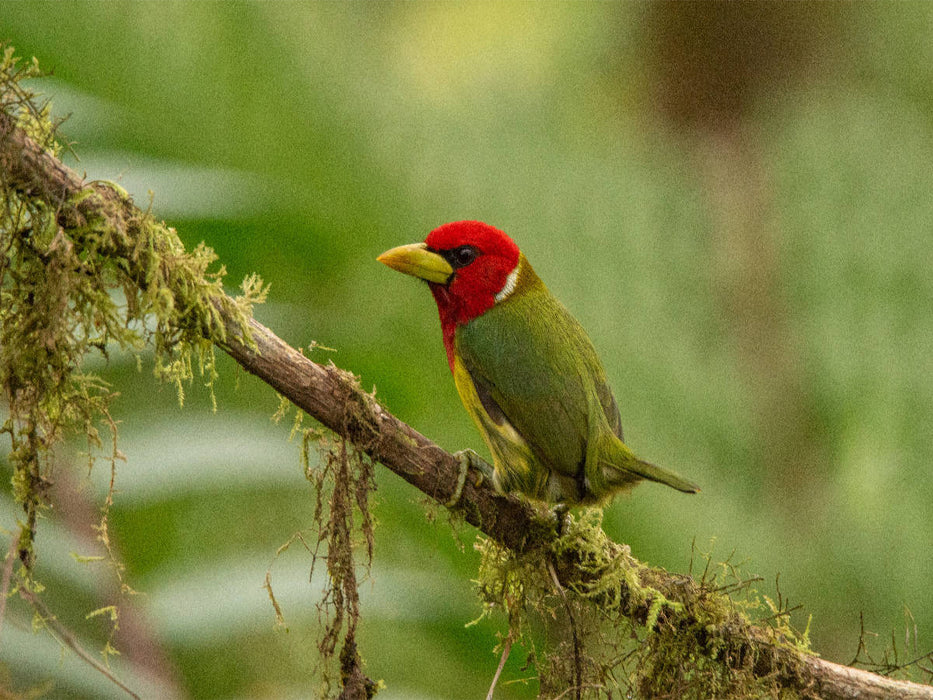 Anden-Bartvogel (Eubucco bourcierii) - CALVENDO Foto-Puzzle'