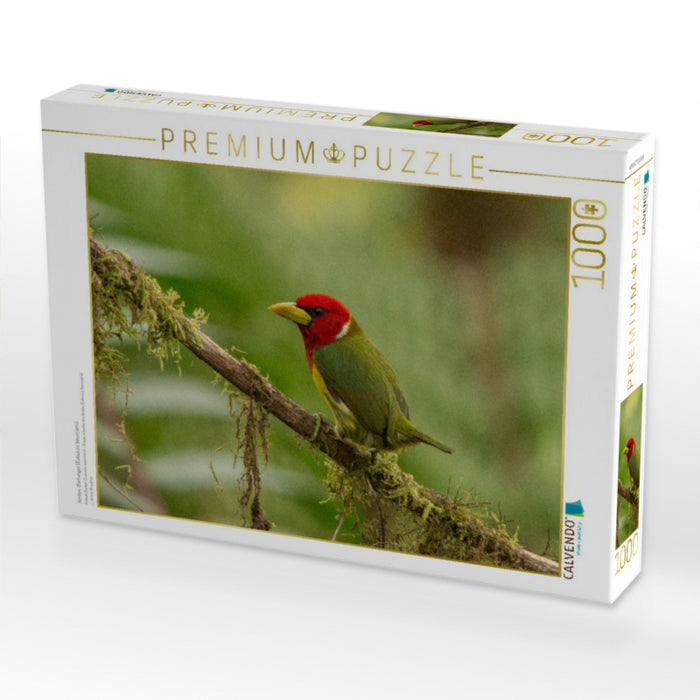 Anden-Bartvogel (Eubucco bourcierii) - CALVENDO Foto-Puzzle'