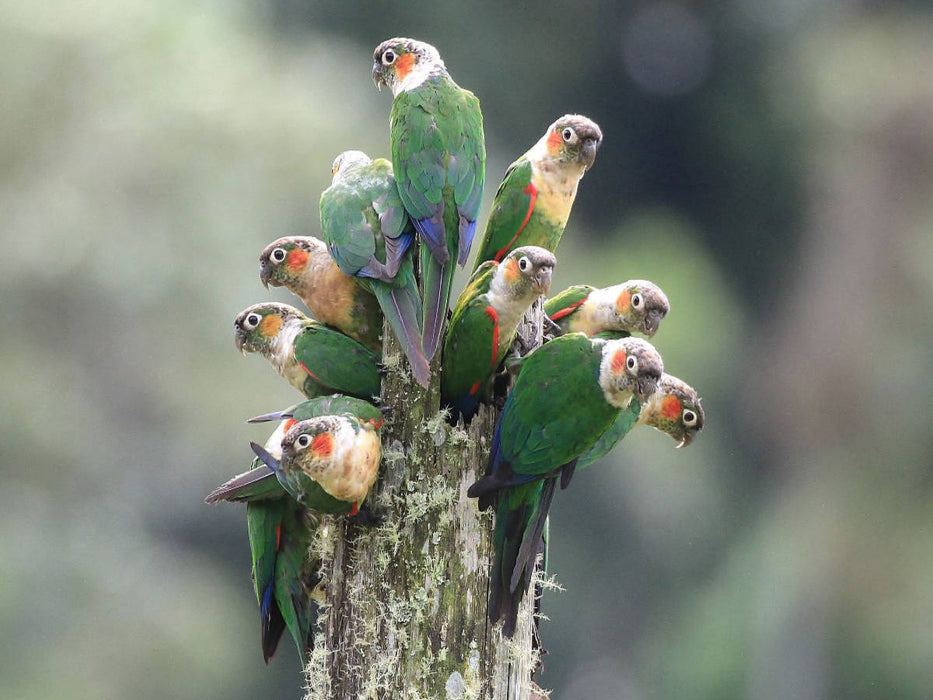 Ein Motiv aus dem Kalender Birds of Ecuador - CALVENDO Foto-Puzzle'