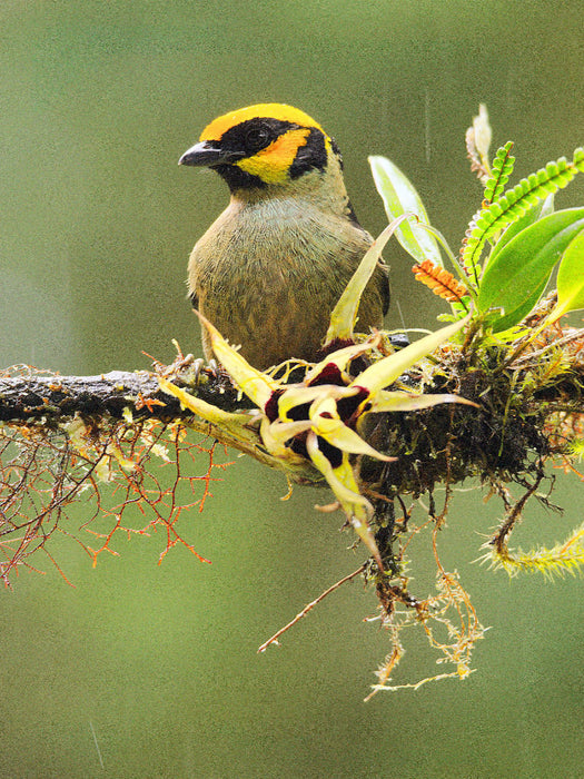 Goldstirntangare (Tangara lunigera) - CALVENDO Foto-Puzzle'