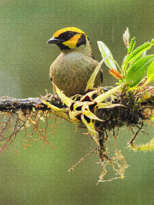 Goldstirntangare (Tangara lunigera) - CALVENDO Foto-Puzzle'