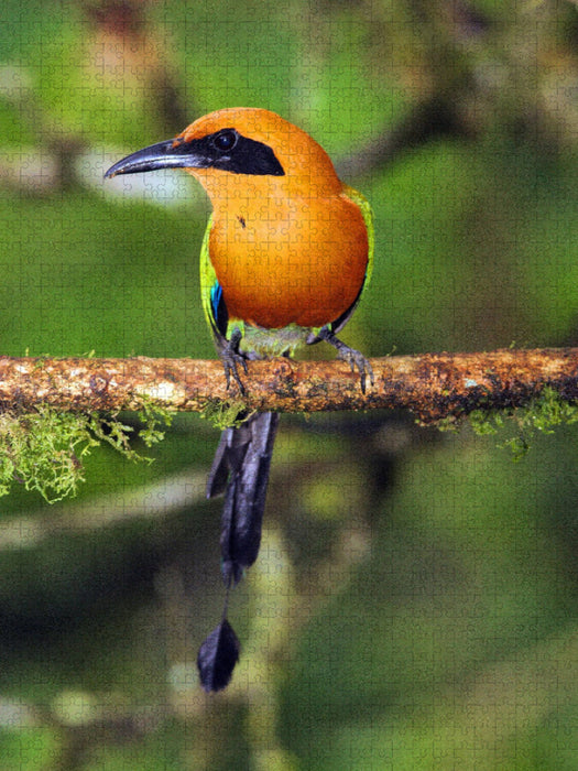 Zimtbrustmotmot (Baryphthengus martii) - CALVENDO Foto-Puzzle'