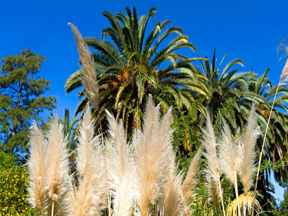 Cortaderia selloana (Pampasgras) - CALVENDO Foto-Puzzle'