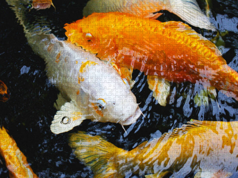 Koikarpfen - CALVENDO Foto-Puzzle'