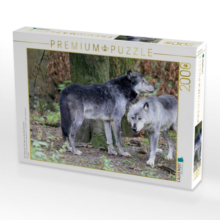 Der Timberwolf - Der Jäger aus den Rocky Mountains - CALVENDO Foto-Puzzle'