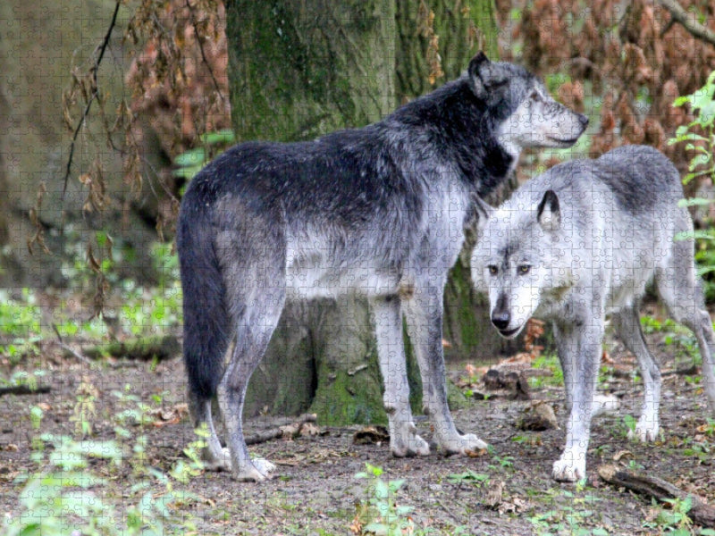 Der Timberwolf - Der Jäger aus den Rocky Mountains - CALVENDO Foto-Puzzle'