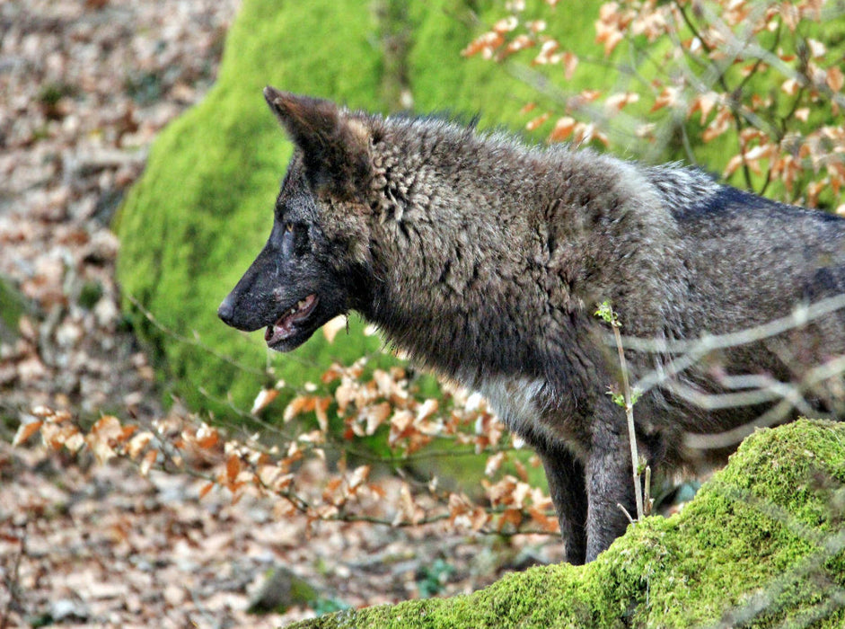 Der Timberwolf - Der Jäger aus den Rocky Mountains - CALVENDO Foto-Puzzle'
