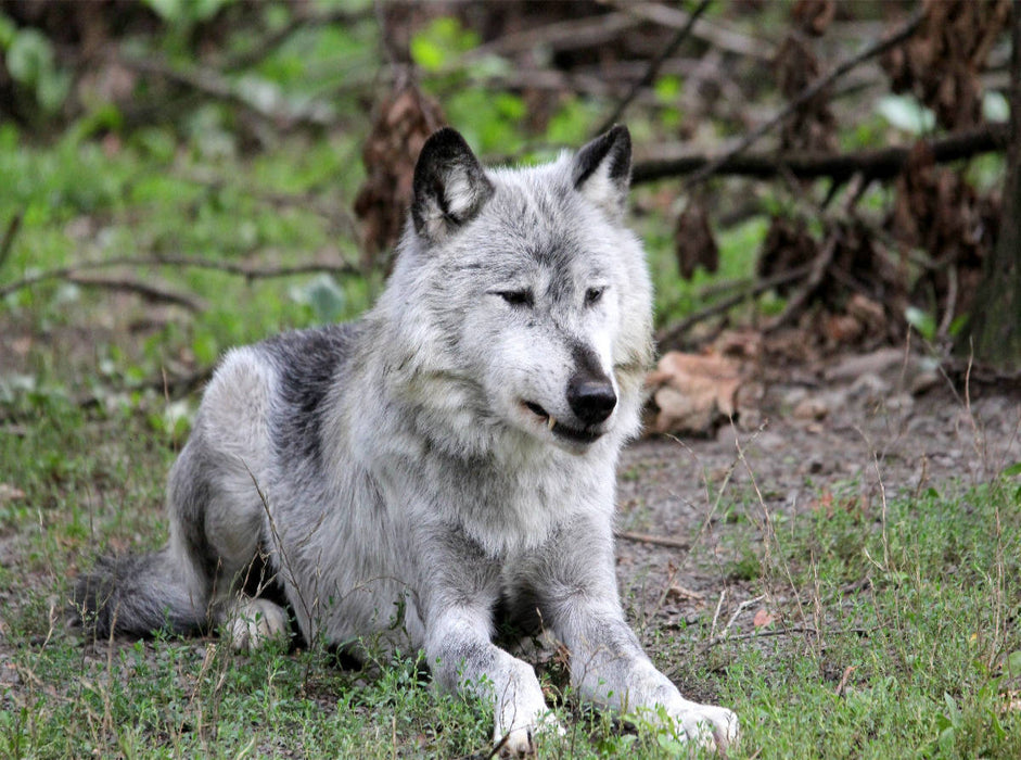 Der Timberwolf - Der Jäger aus den Rocky Mountains - CALVENDO Foto-Puzzle'