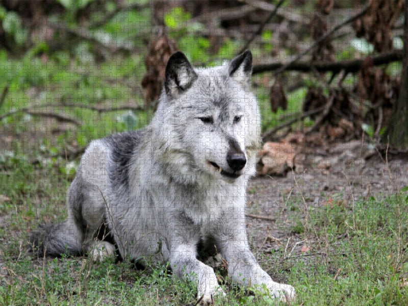 Der Timberwolf - Der Jäger aus den Rocky Mountains - CALVENDO Foto-Puzzle'