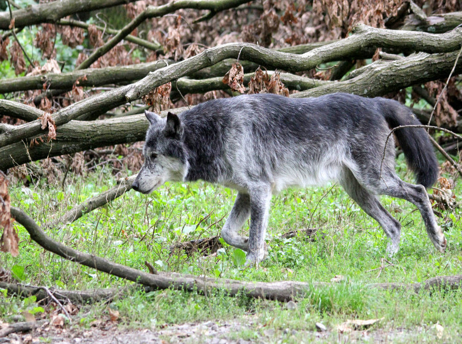 Der Timberwolf - Der Jäger aus den Rocky Mountains - CALVENDO Foto-Puzzle'