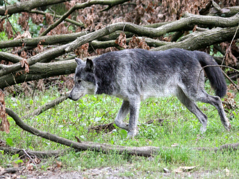 Der Timberwolf - Der Jäger aus den Rocky Mountains - CALVENDO Foto-Puzzle'