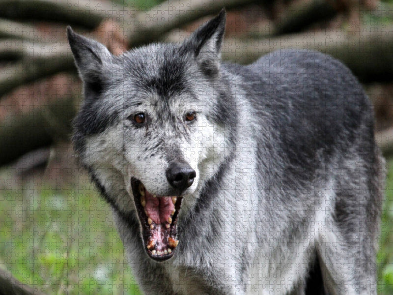 Der Timberwolf - Der Jäger aus den Rocky Mountains - CALVENDO Foto-Puzzle'