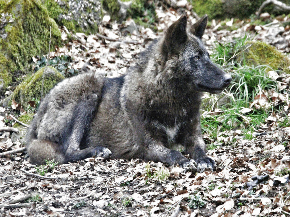 Der Timberwolf - Der Jäger aus den Rocky Mountains - CALVENDO Foto-Puzzle'