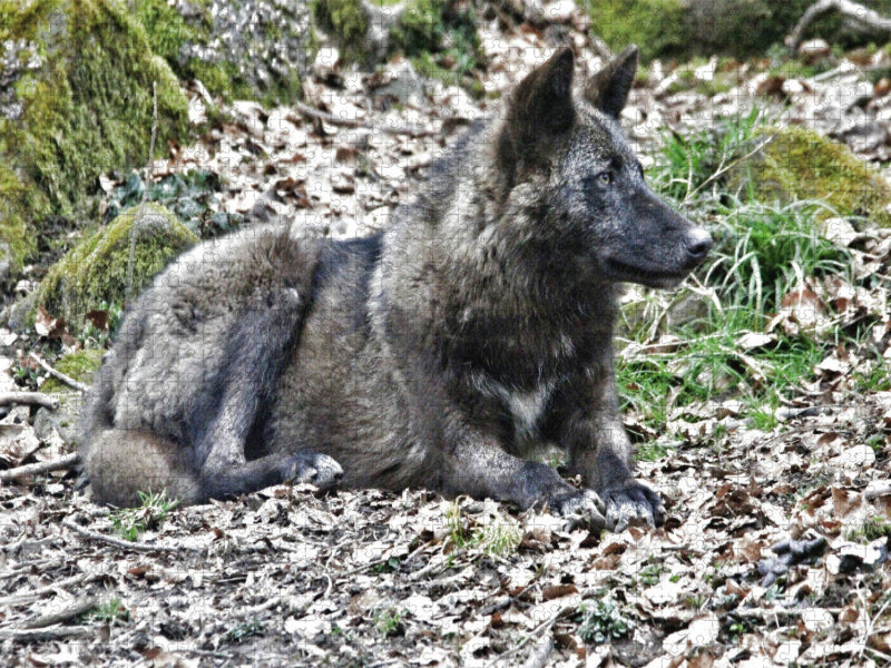 Der Timberwolf - Der Jäger aus den Rocky Mountains - CALVENDO Foto-Puzzle'