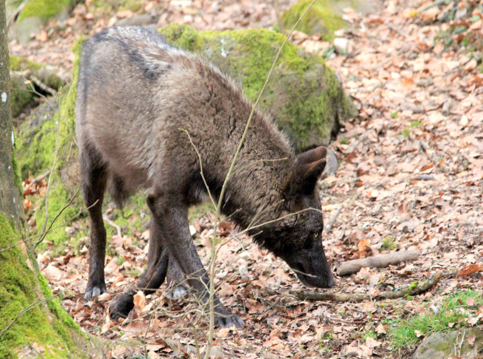 Der Timberwolf - Der Jäger aus den Rocky Mountains - CALVENDO Foto-Puzzle'