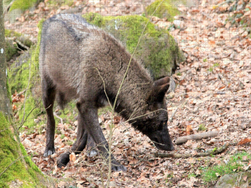 Der Timberwolf - Der Jäger aus den Rocky Mountains - CALVENDO Foto-Puzzle'