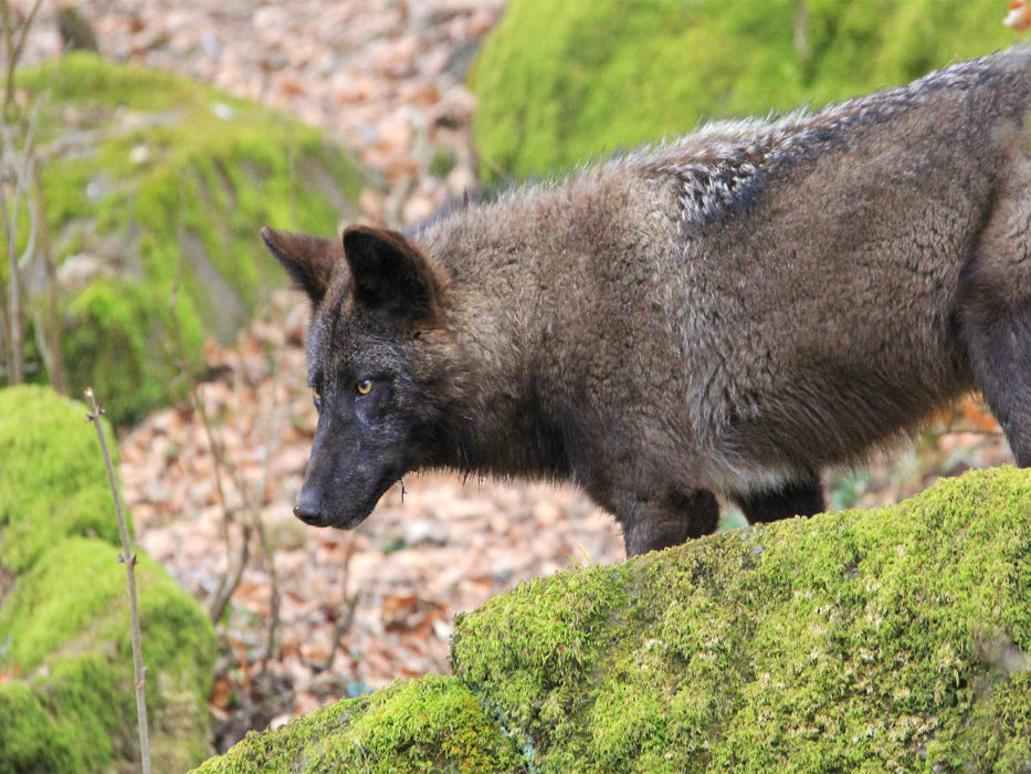 Der Timberwolf - CALVENDO Foto-Puzzle'