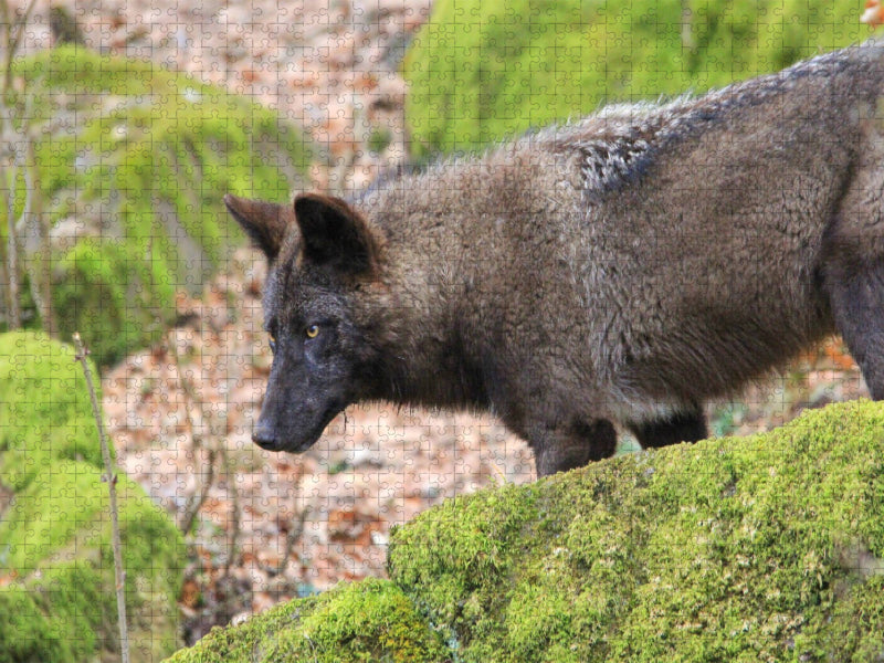 Der Timberwolf - CALVENDO Foto-Puzzle'